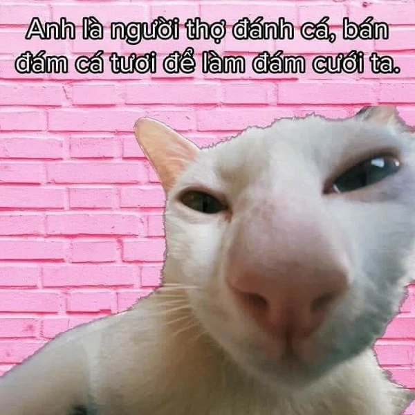 Hình nền meme cute cực bựa