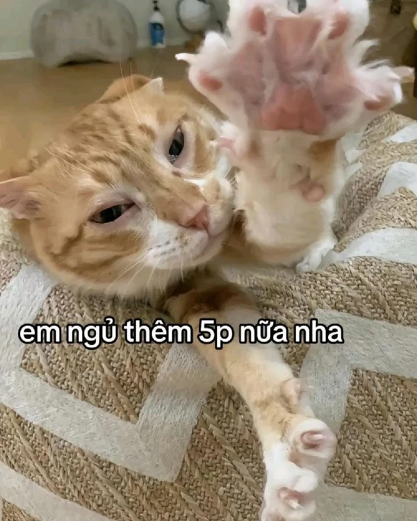 Hình nền meme cute full HD