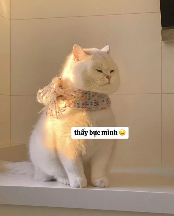 Hình nền meme cute siêu ngầu