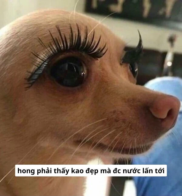 ảnh chó meme hài (2)