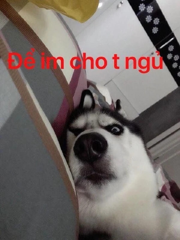 ảnh meme chó (2)