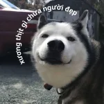 Kho tàng 179+ ảnh meme chó bựa cute hài hước siêu chất