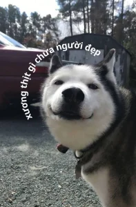 Kho tàng 179+ ảnh meme chó bựa cute hài hước siêu chất