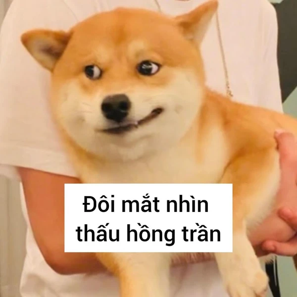 meme chó cười (2)