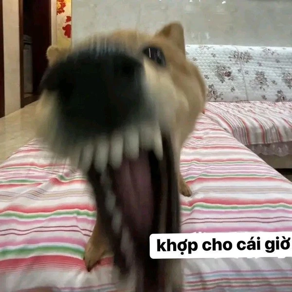 meme chó cười nhe răng (1)