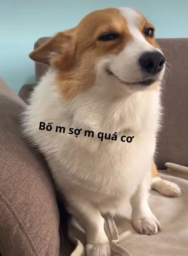 meme chó cute (2)