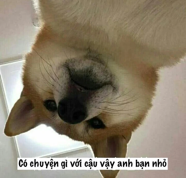 meme chó shiba (2)