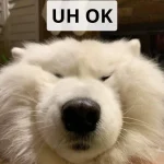 Tuyển tập 185+ ảnh meme okay vui nhộn, cực hài hước