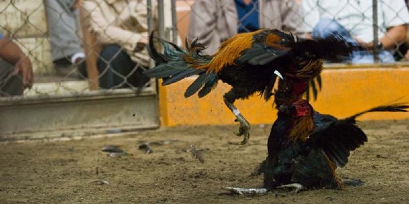 Gà tơ hay gà lão luyện – Lựa chọn tại Zomclub.