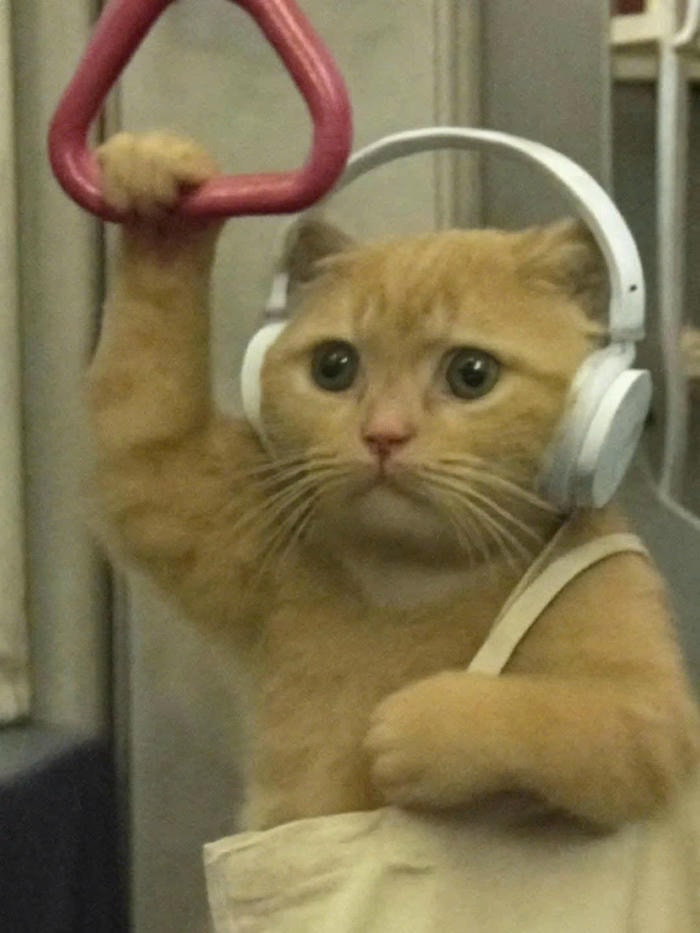 meme cười đểu việt nam