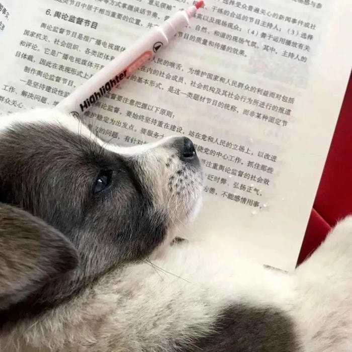 meme học bài 2025