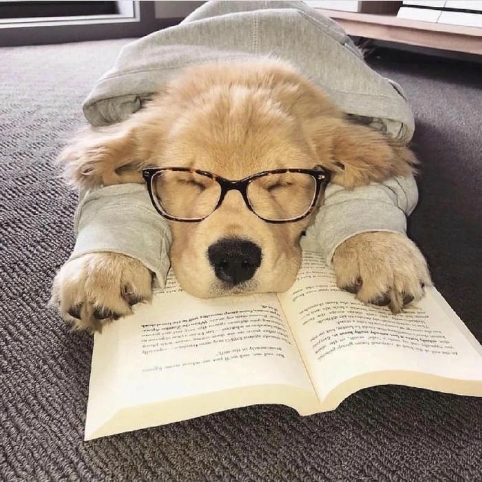 meme học bài chế