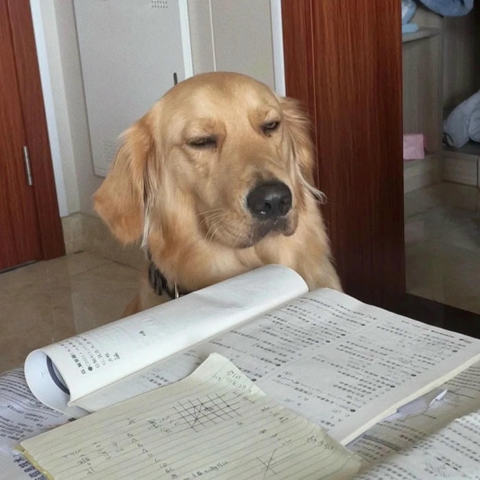 meme học bài meme face