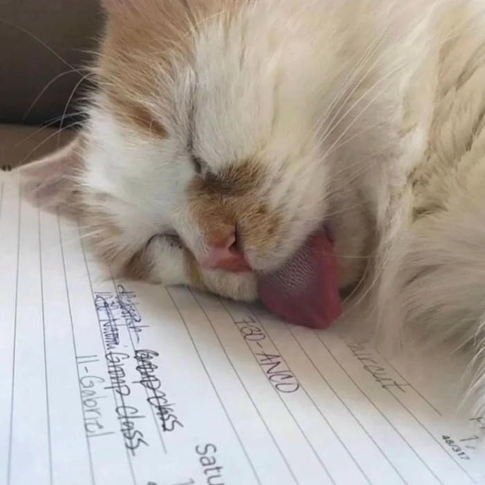 meme học bài việt nam