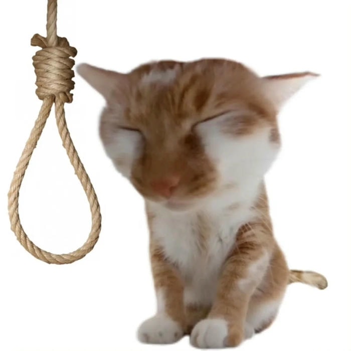 meme quê siêu hài