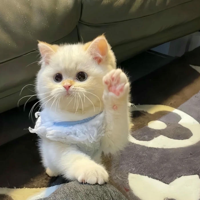 ảnh avatar cute tạo hình xinh