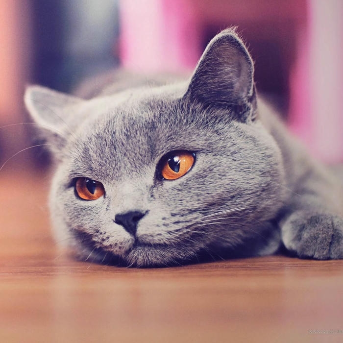 ảnh avatar mèo vô tri buồn nhẹ