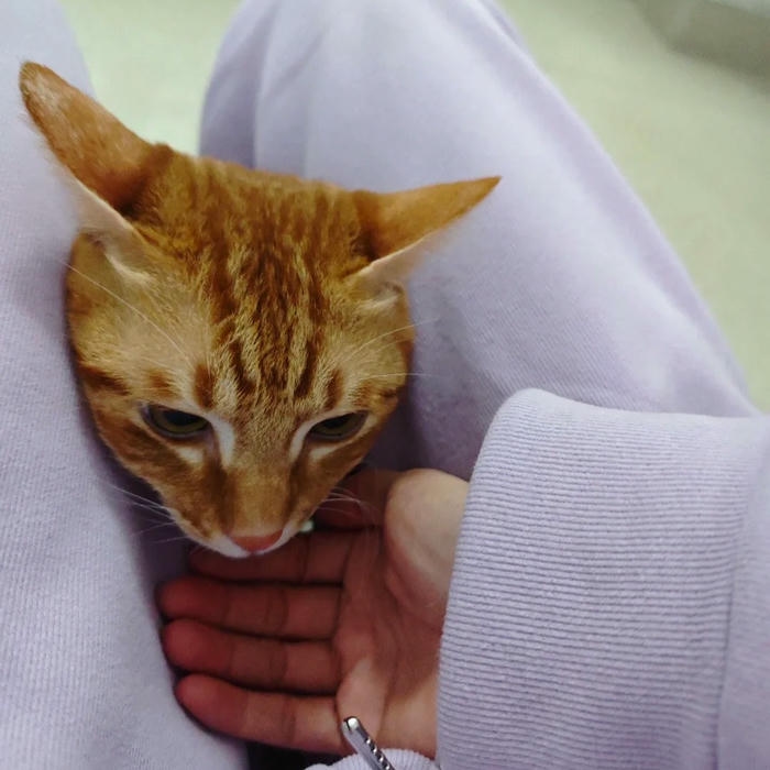 ảnh avatar mèo vô tri đơn giản