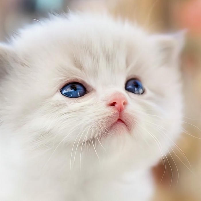 ảnh avatar mèo vô tri ngộ