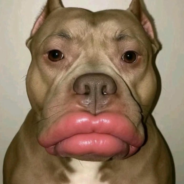 avatar meme ảnh vui giải trí