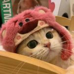 avatar mèo vô tri ảnh hài hước