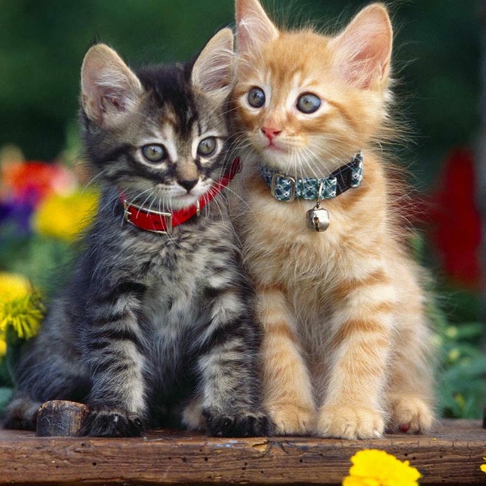 avatar mèo vô tri hình meme