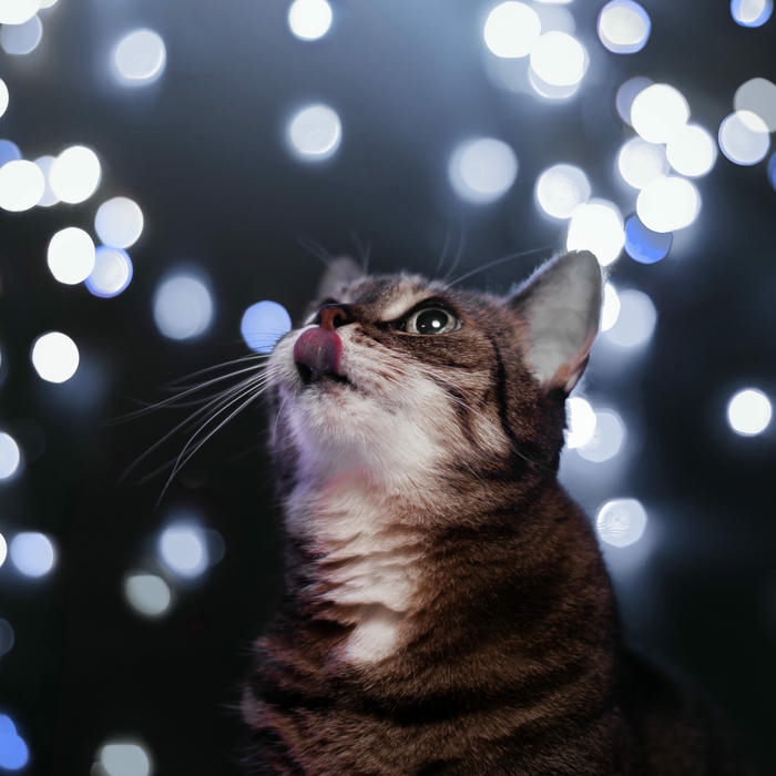 avatar mèo vô tri hình vui