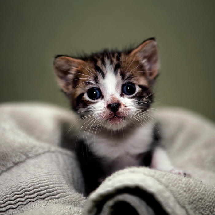 avatar mèo vô tri ngộ nghĩnh