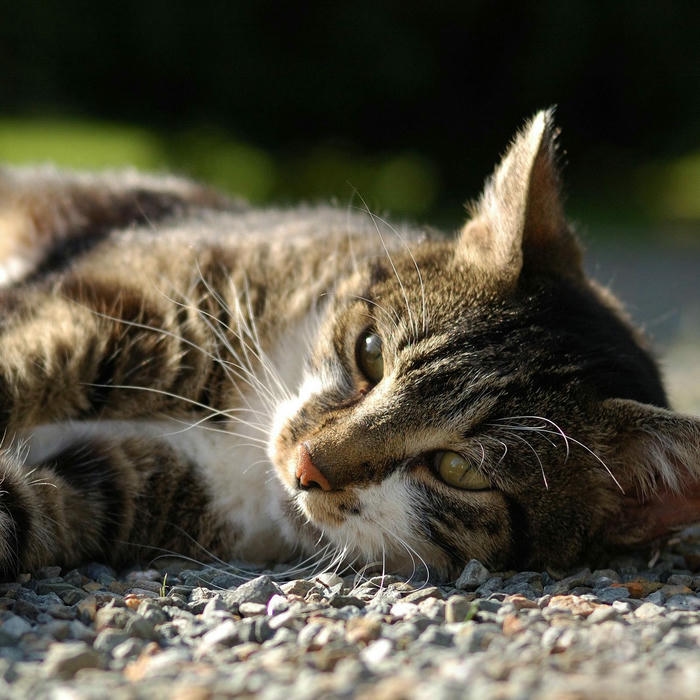 avatar mèo vô tri phong cách lạ