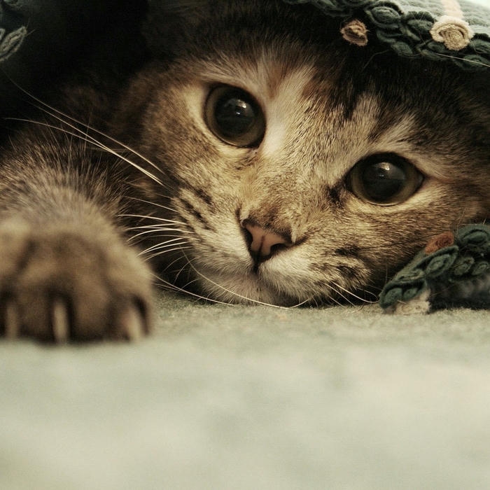 avatar mèo vô tri phong cách troll