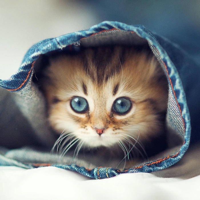 hình avatar mèo vô tri đáng yêu