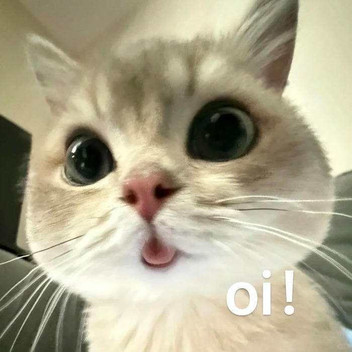 hình meme avatar ảnh đại diện hài