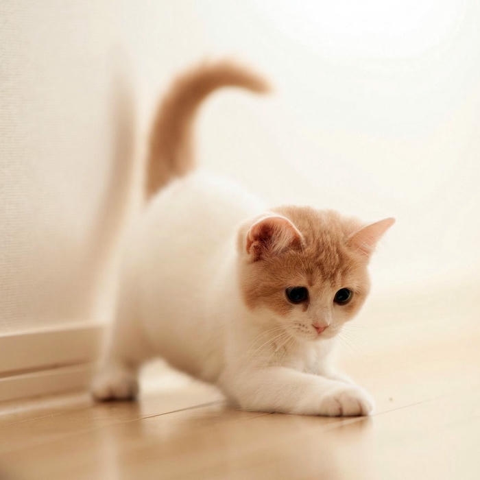 hình mèo vô tri avatar hài hước