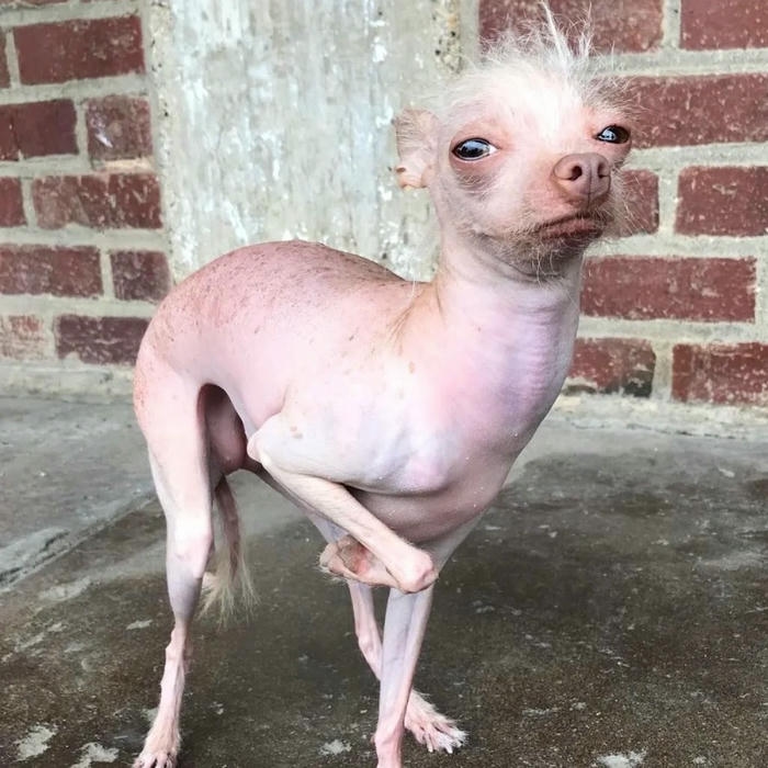 meme avatar phong cách meme hài