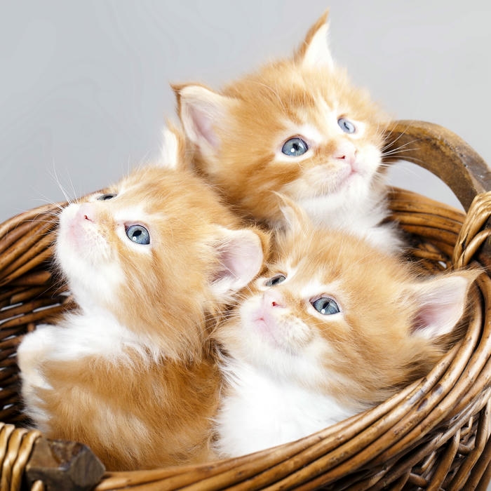 mèo vô tri avatar biểu cảm hài