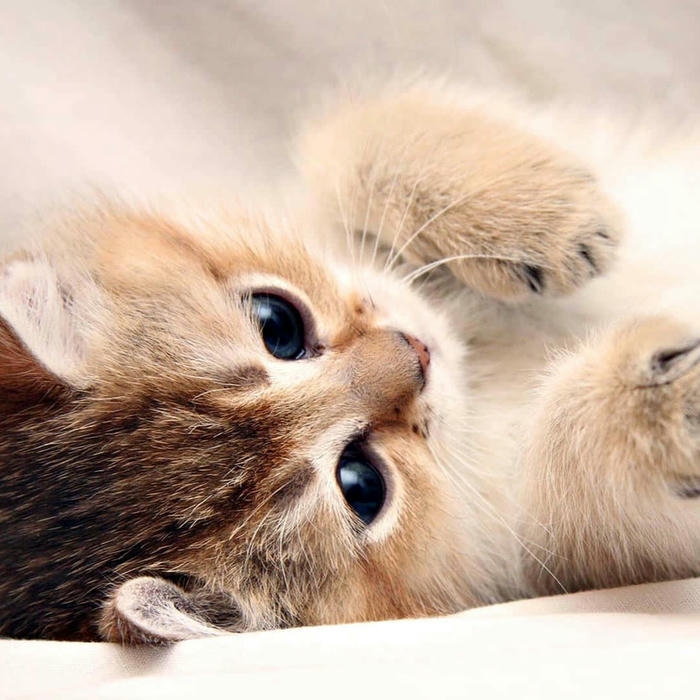 mèo vô tri avatar phong cách vui