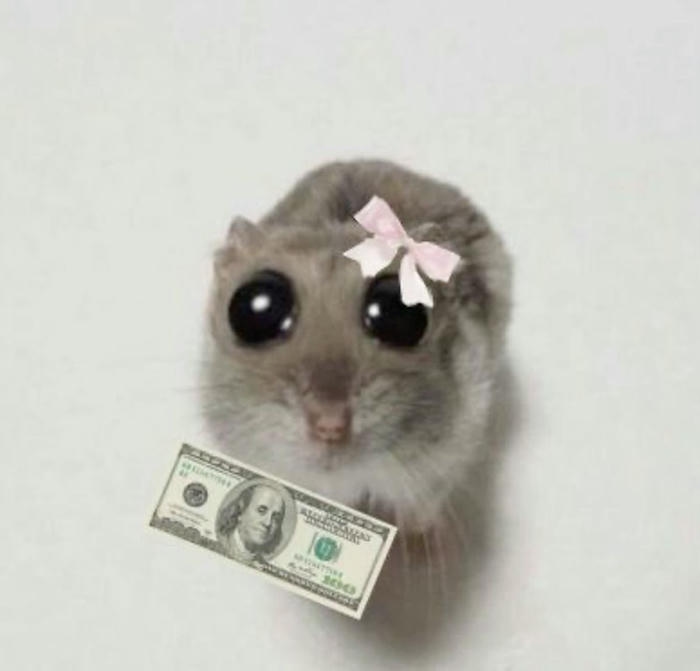 Ảnh meme tiền vô tri nhìn buồn cười