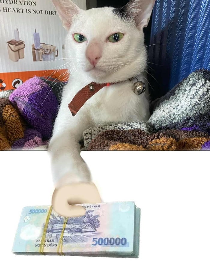 Hình ảnh meme tiền vô tri nhìn cạn lời